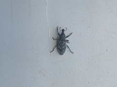 Cyphocleonus dealbatus