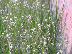 Cardamine hirsuta