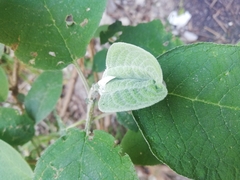 Buddleja cordata
