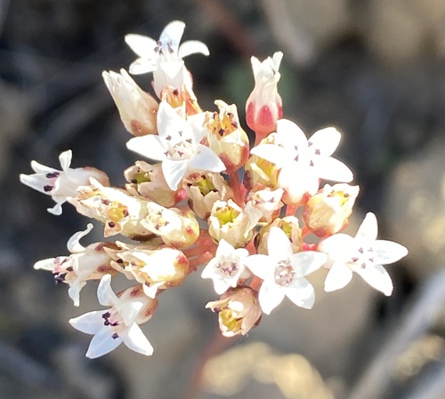Crassula saxifraga