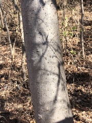 Albizia sinaloensis