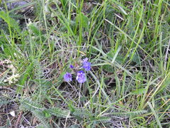 Glechoma hederacea