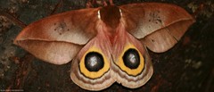 Automeris belti