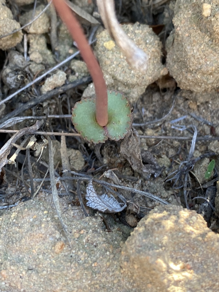 Crassula saxifraga 2