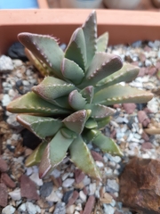 Faucaria
