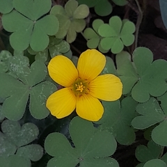 Oxalis