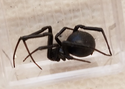 Western Black Widow, photo 6 of 10