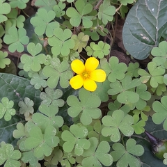 Oxalis