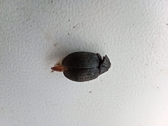 Byrrhidae
