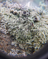 Physcia phaea