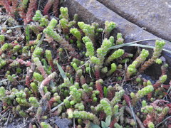 Sedum acre