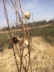 Carduus nutans