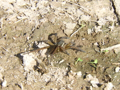 Diapontia uruguayensis