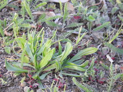 Plantago lanceolata