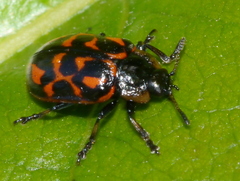 Chrysomela falsa