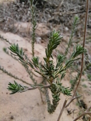 Aspalathus ternata