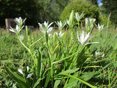 Ornithogalum umbellatum