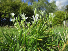 Ornithogalum umbellatum