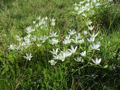 Ornithogalum umbellatum