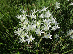 Ornithogalum umbellatum