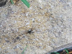 Lycosoidea