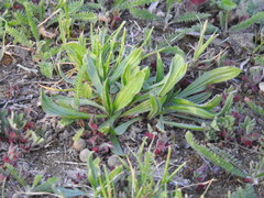 Plantago lanceolata