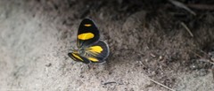 Eutrepsia haemataria