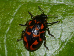 Chrysomela falsa