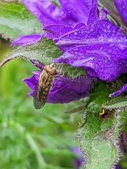 Platycheirus manicatus