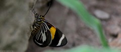Eutrepsia haemataria
