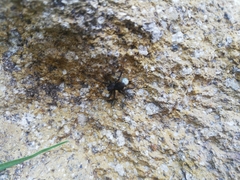 Lycosoidea