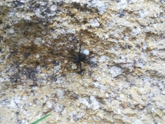 Lycosoidea