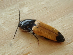 Ampedus elegantulus