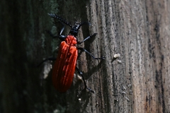 Phyllocladus kasantsevi