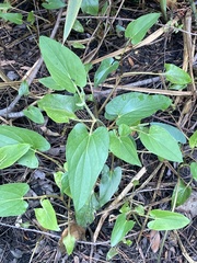 Piperales