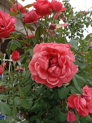 Rosa