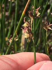 Juncus nevadensis
