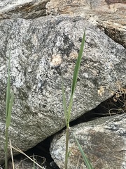 Phragmites australis australis