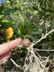 Disholcaspis quercusomnivora