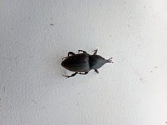 Sphenophorus striatopunctatus