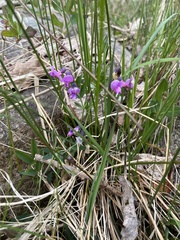 Lathyrus linifolius