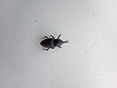 Sphenophorus striatopunctatus