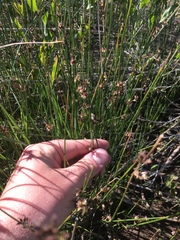 Juncus nevadensis