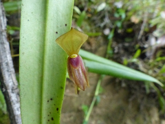 Pleurothallis macra