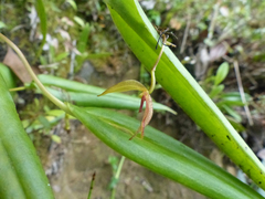 Pleurothallis macra
