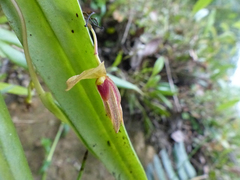 Pleurothallis macra
