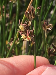 Juncus nevadensis