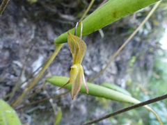 Pleurothallis macra