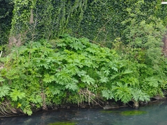 Heracleum mantegazzianum