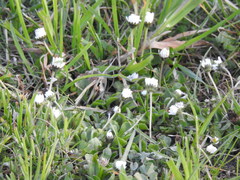 Bellis perennis